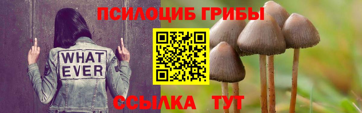 Галлюциногенные грибы Psilocybine cubensis Новомосковск